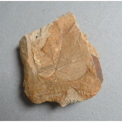 Doua plante fosile din Miocen