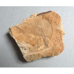 Doua plante fosile din Miocen