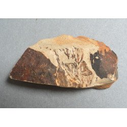 Doua plante fosile din Miocen