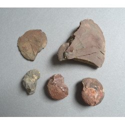 5 amoniti din Triasic