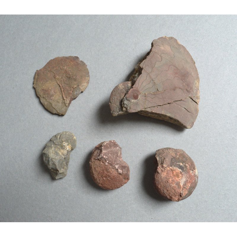 5 amoniti din Triasic