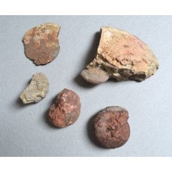 5 amoniti din Triasic