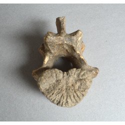 Vertebra de Ursus spelaeus...