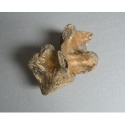 Vertebra de Ursus spelaeus Pleistocen