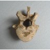 Vertebra de Ursus spelaeus Pleistocen