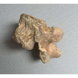 Vertebra de Ursus spelaeus Pleistocen