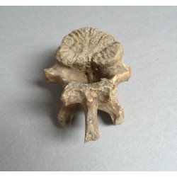 Vertebra de Ursus spelaeus Pleistocen