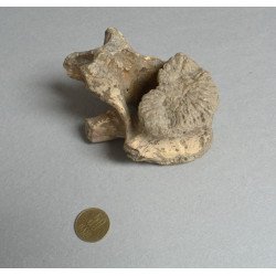 Vertebra de Ursus spelaeus Pleistocen