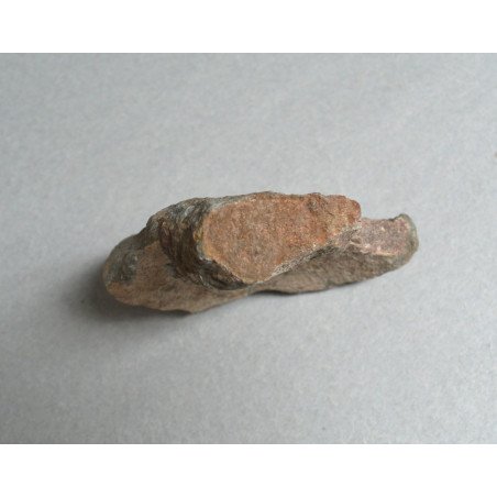 Dinosaur bone, Cretaceous