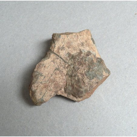 Dinosaur bone, Cretaceous