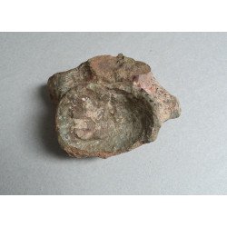 Dinosaur bone, Cretaceous