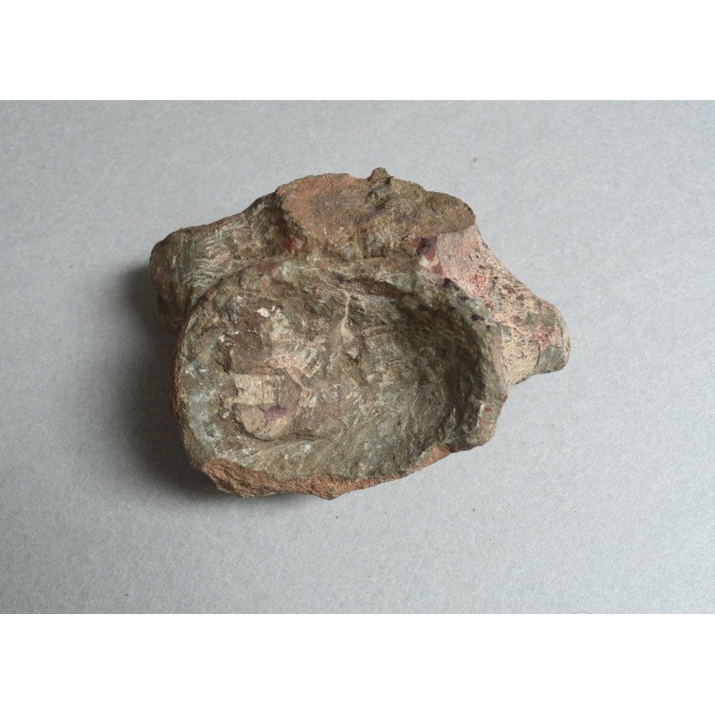 Dinosaur bone, Cretaceous
