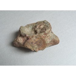 Dinosaur bone, Cretaceous 2