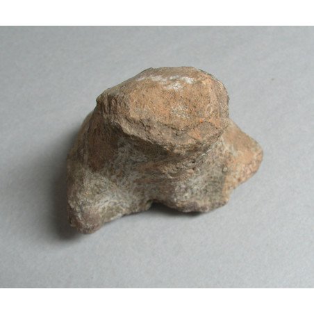 Dinosaur bone, Cretaceous