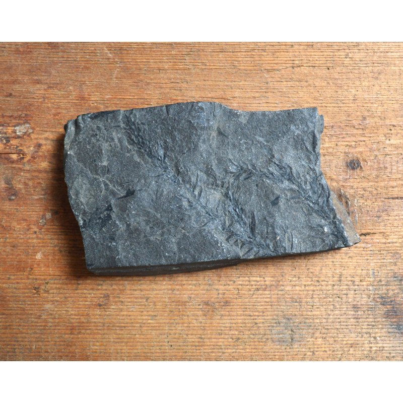 Planta fosila din Carbonifer