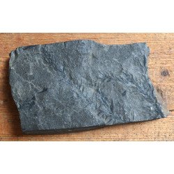 Planta fosila din Carbonifer