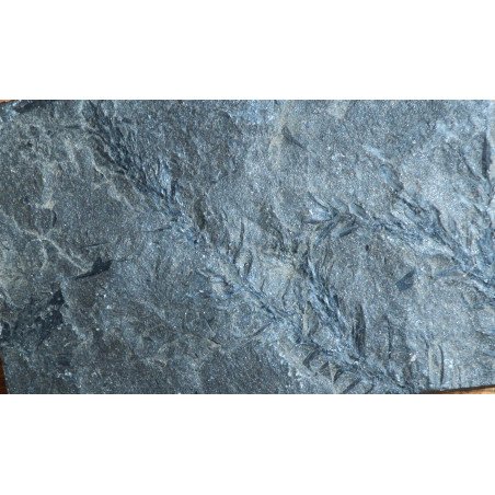 Planta fosila din Carbonifer