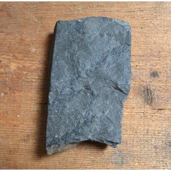 Planta fosila din Carbonifer