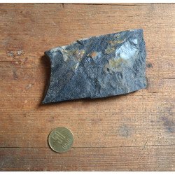 Planta fosila din Carbonifer