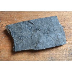 Planta fosila din Carbonifer