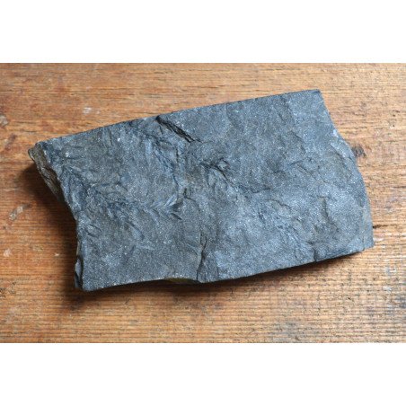 Planta fosila din Carbonifer