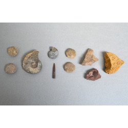 Lot 10 fosile din Triasic...