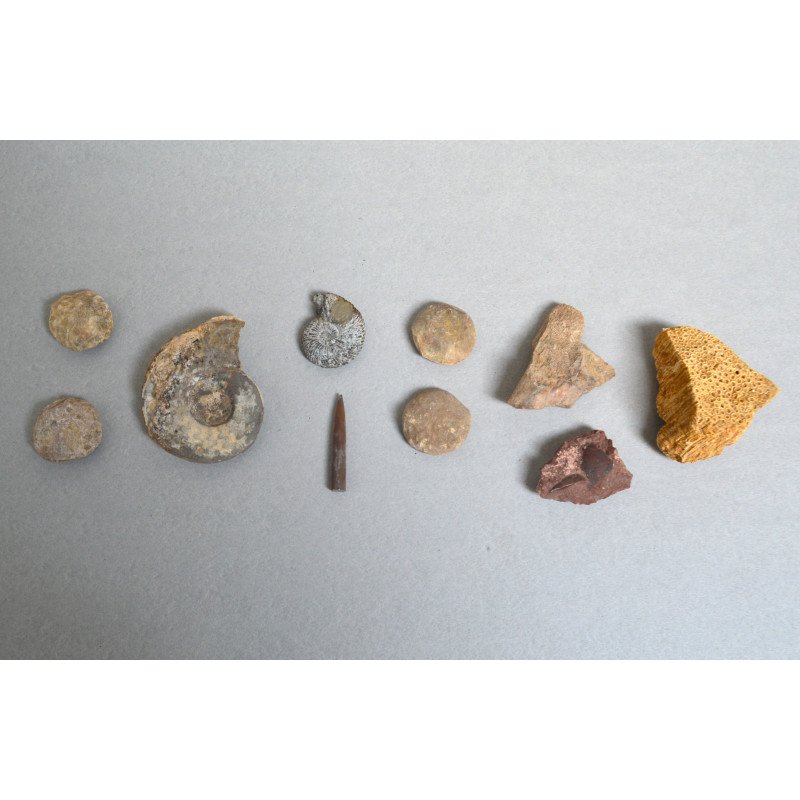 Lot 10 fosile din Triasic Jurasic Cretacic Eocen Miocen