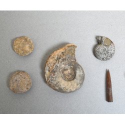 Lot 10 fosile din Triasic Jurasic Cretacic Eocen Miocen