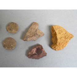 Lot 10 fosile din Triasic Jurasic Cretacic Eocen Miocen