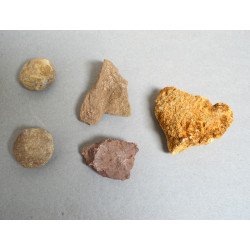 Lot 10 fosile din Triasic Jurasic Cretacic Eocen Miocen