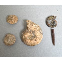 Lot 10 fosile din Triasic Jurasic Cretacic Eocen Miocen