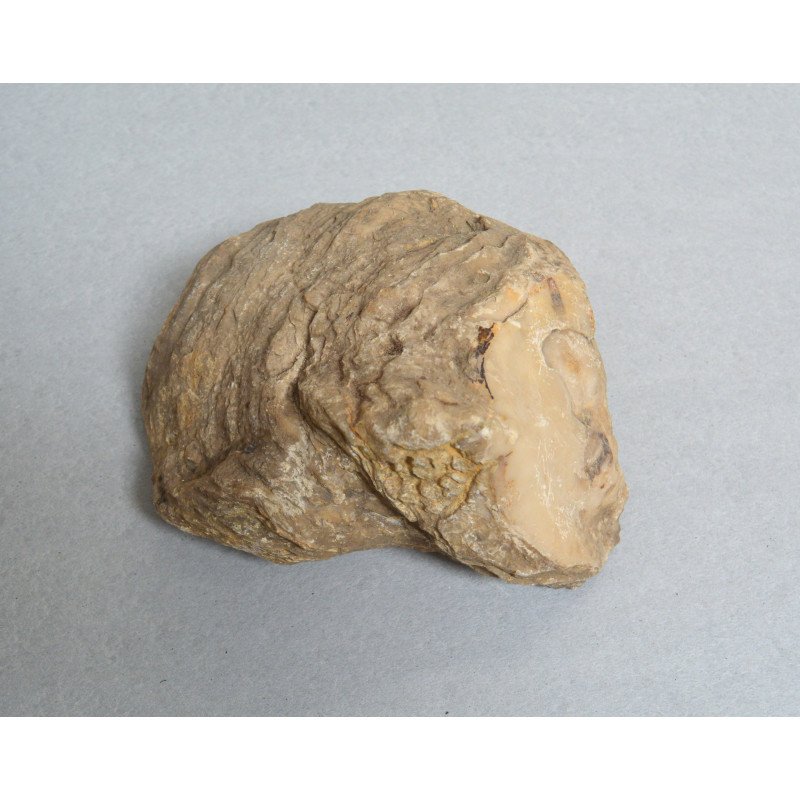 Ostrea, fossil bivalve from the Eocene