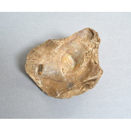 Ostrea, fossil bivalve from the Eocene