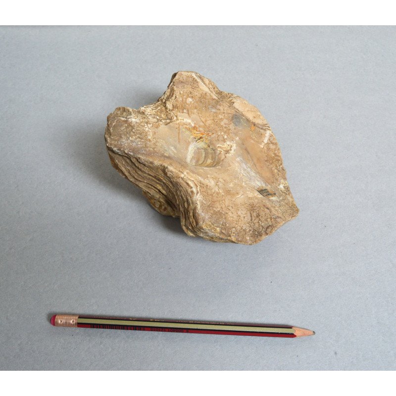 Ostrea, fossil bivalve from the Eocene