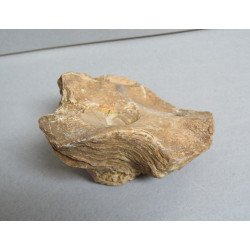 Ostrea bivalva fosila din Eocen