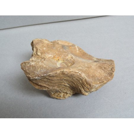 Ostrea, fossil bivalve from the Eocene