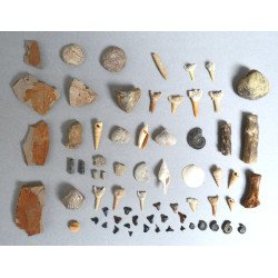 Lot de 67 de fosile din...