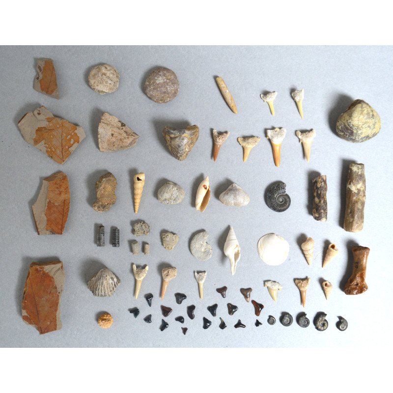 Lot de 67 de fosile din Devonian, Jurasic, Cretacic, Eocen, Miocen, Pleistocen