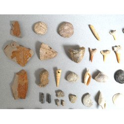 Lot de 67 de fosile din Devonian, Jurasic, Cretacic, Eocen, Miocen, Pleistocen