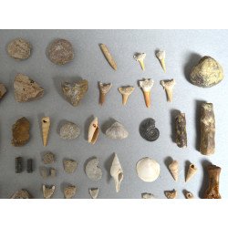Lot de 67 de fosile din Devonian, Jurasic, Cretacic, Eocen, Miocen, Pleistocen