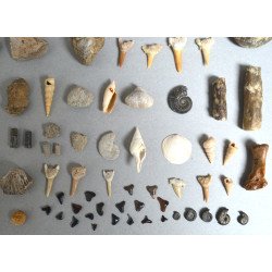 Lot de 67 de fosile din Devonian, Jurasic, Cretacic, Eocen, Miocen, Pleistocen