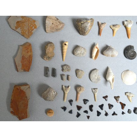 Set of 67 fossils from the Devonian, Jurassic, Cretaceous, Eocene, Miocene and Pleistocene