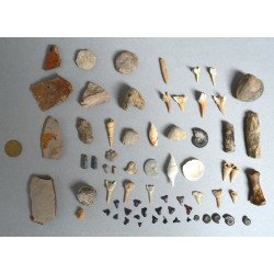 Lot de 67 de fosile din Devonian, Jurasic, Cretacic, Eocen, Miocen, Pleistocen