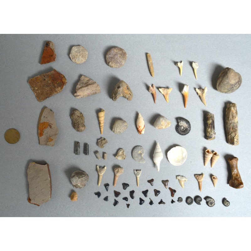 Set of 67 fossils from the Devonian, Jurassic,...