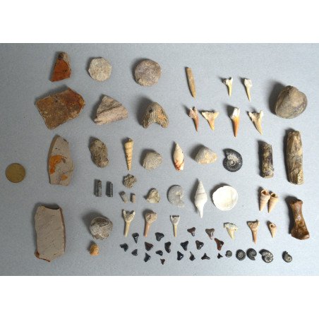 Set of 67 fossils from the Devonian, Jurassic, Cretaceous, Eocene, Miocene and Pleistocene