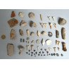 Lot de 67 de fosile din Devonian, Jurasic, Cretacic, Eocen, Miocen, Pleistocen