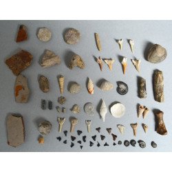 Lot de 67 de fosile din Devonian, Jurasic, Cretacic, Eocen, Miocen, Pleistocen