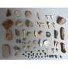 Lot de 67 de fosile din Devonian, Jurasic, Cretacic, Eocen, Miocen, Pleistocen