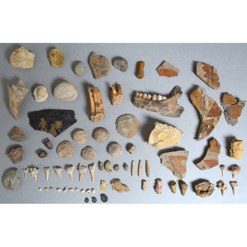 Lot de 71 de fosile din Devonian, Trisaic, Jurasic, Cretacic, Eocen, Oligocen, Miocen, Pliocen, Pleistocen, Holocen