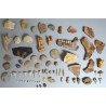 Lot de 71 de fosile din Devonian, Trisaic, Jurasic, Cretacic, Eocen, Oligocen, Miocen, Pliocen, Pleistocen, Holocen